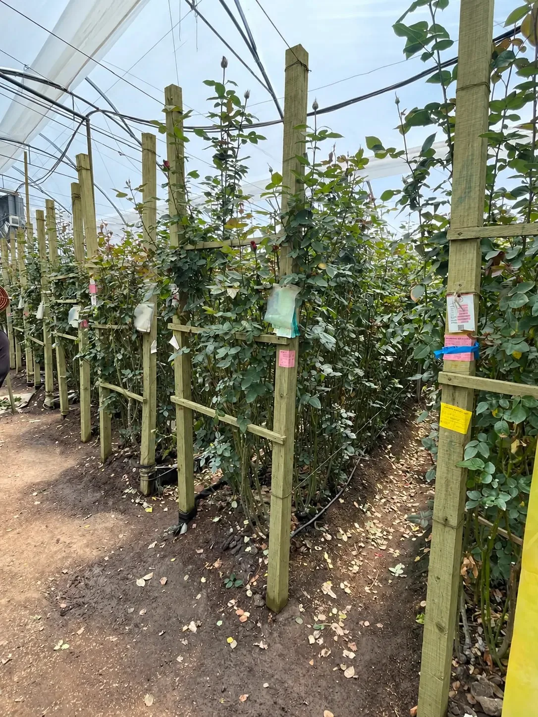 Postes de madera inmunizada en un cultivo de rosas bajo invernadero